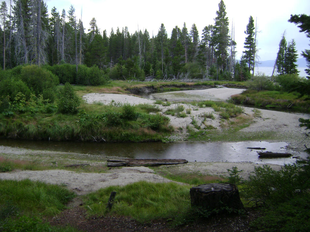 Sugar Pine Creek