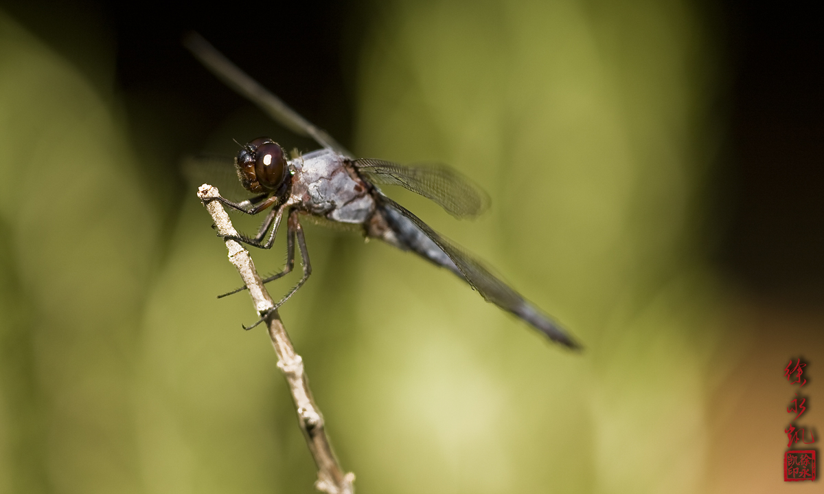 Dragon Fly 2