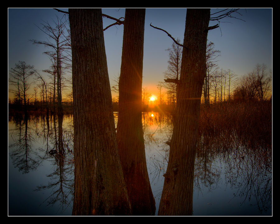 Sunset Through Cypress