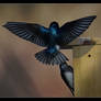 Swallow Landing