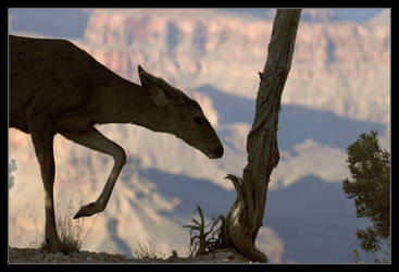 Mule Deer - South Rim