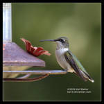 Humming Bird Perched by Karl-B