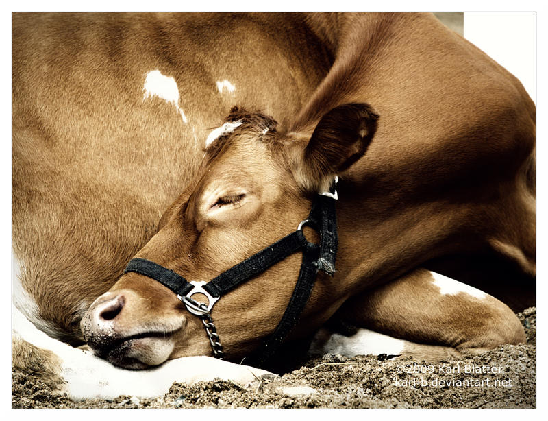 Cow Sleeping