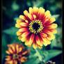 Zinnia - Cross Processed