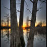 Sunset Through Cypress 2