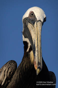 Pelican Portrait 3