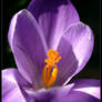 Crocus