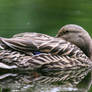 Female Mallard - Abstracted