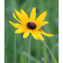 Black Eyed Susan