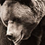 Grizzly - Sepia - Wide