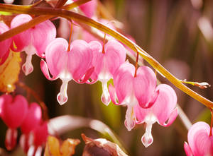 Bleeding Hearts