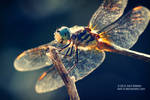 Dragonfly by Karl-B