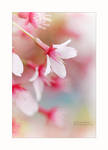 Crab Apple Blossom - Portrait by Karl-B