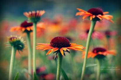 Orange Echinacea