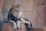 Lion by Karl-B
