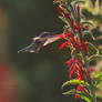 Hummingbird and Cardinal Flower