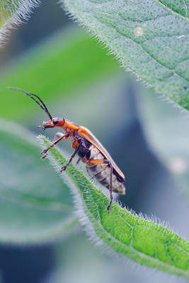 Soldier beetle