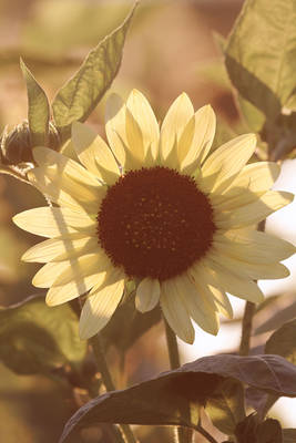 Contre Sunflower