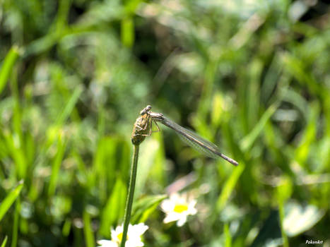 Dragonfly 1