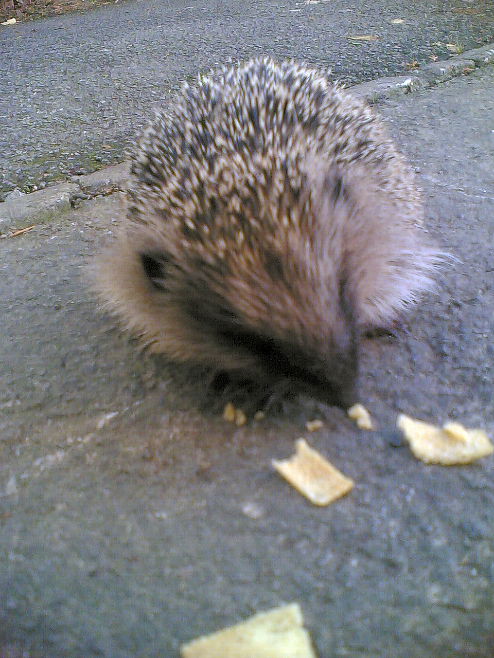 'Hungry Hedgehog'