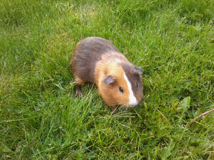 Nibbles in the grass