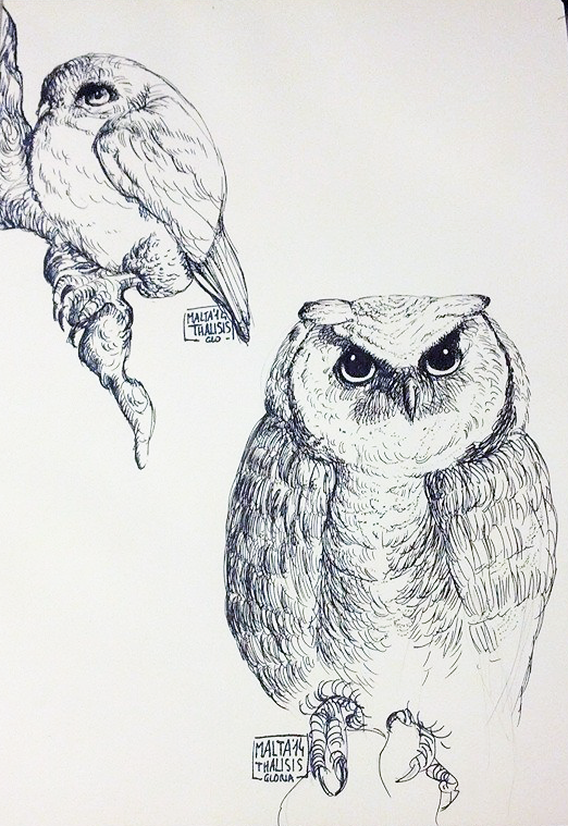 Owl