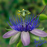 Flower Passion Flower