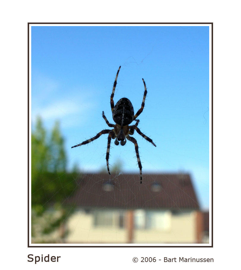 Spider by BartelMagico on DeviantArt