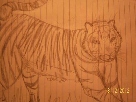 Tiger Drawing