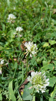 Bee on a Weed