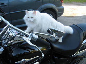 White Devil Biker