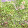 Moss Growth
