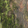 Mossy Bark