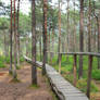 Footbridge over the swamp