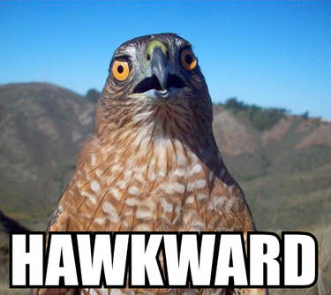 hawkward