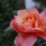 Sunset Rose