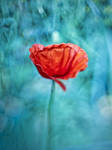 poppy... by AliceSKF