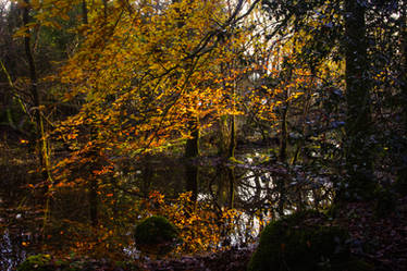 Gathering leaves