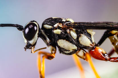 Wasp Profile
