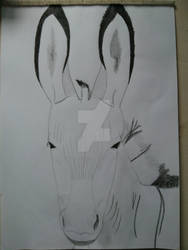 Zonkey Done