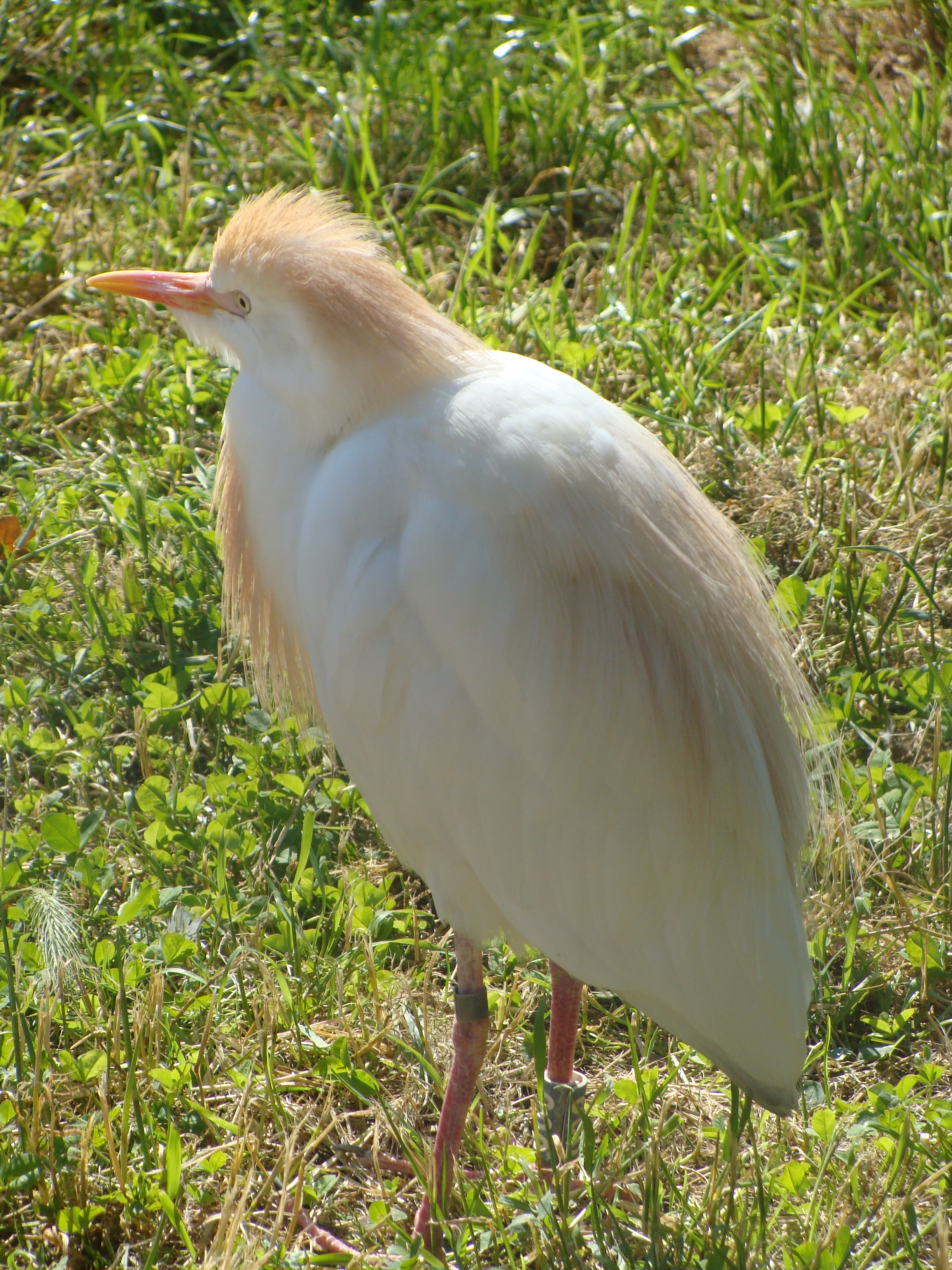 Egret