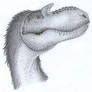 Gorgosaurus head