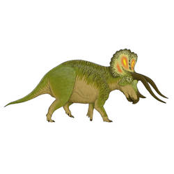 Triceratops Colour