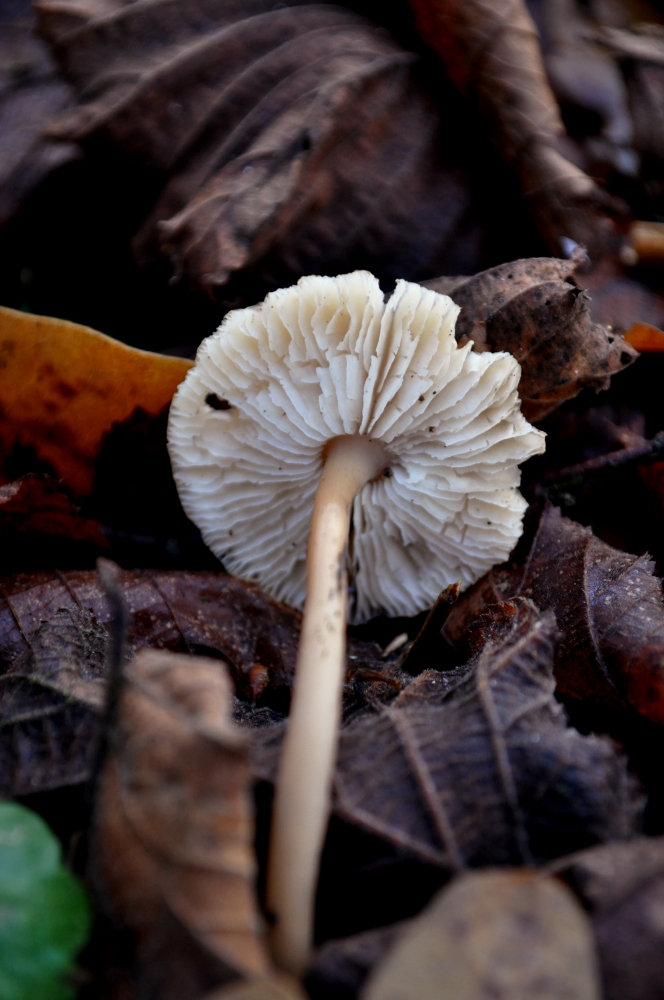 Winter Mushroom