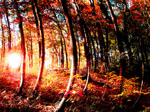 Contrast Trees Color Contrast of Trees by slowmotion262000 on DeviantArt