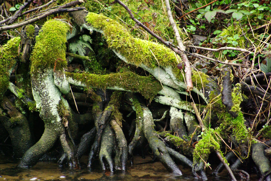 roots in the moss by ryba80 on DeviantArt