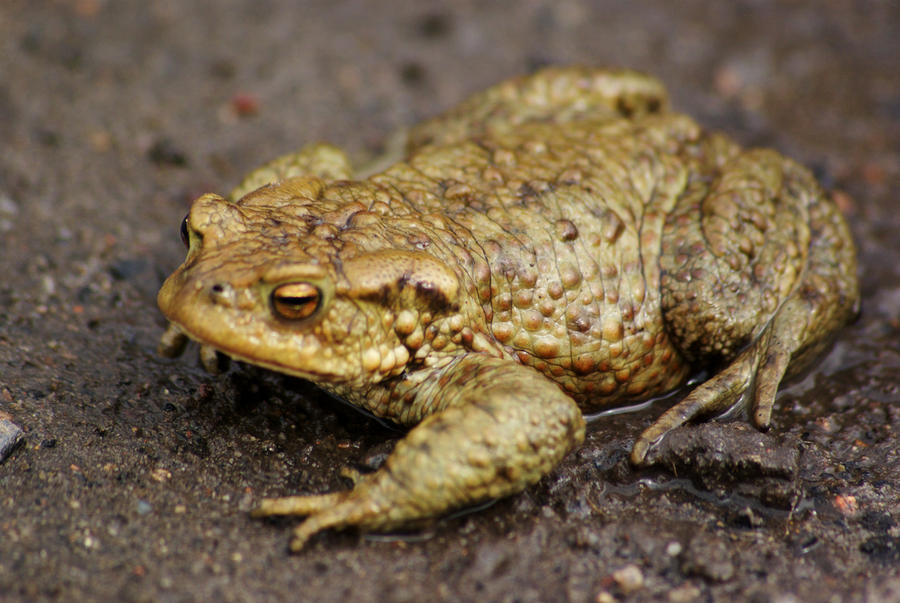 Musular Toad Massive toad by ryba80 on DeviantArt