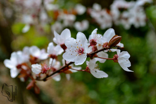 Blossoms - For Jalani