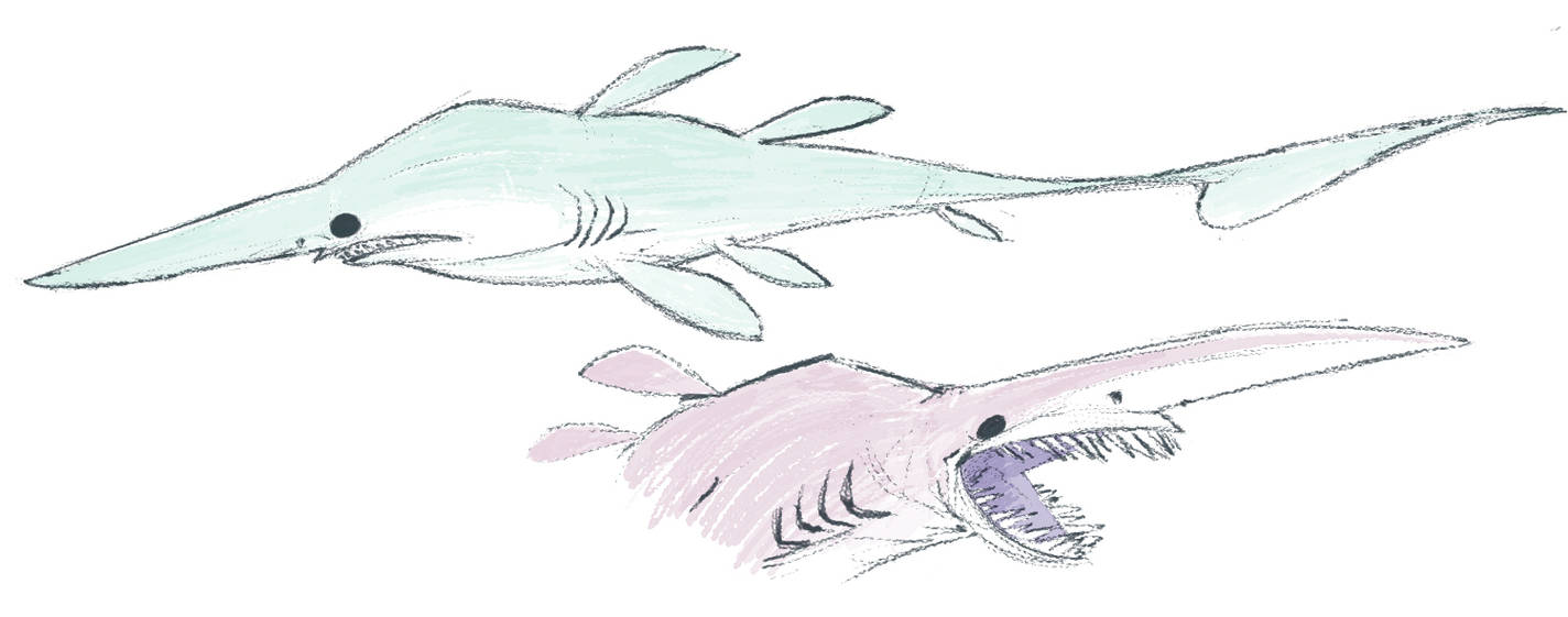Amazing How To Draw A Goblin Shark Step By Step of the decade Check it out now 