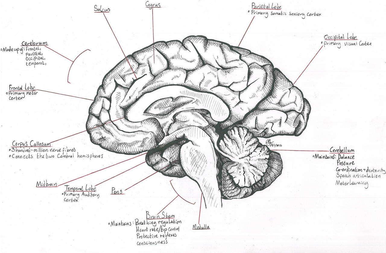 Mid-Sagittal Section through the Human Brain